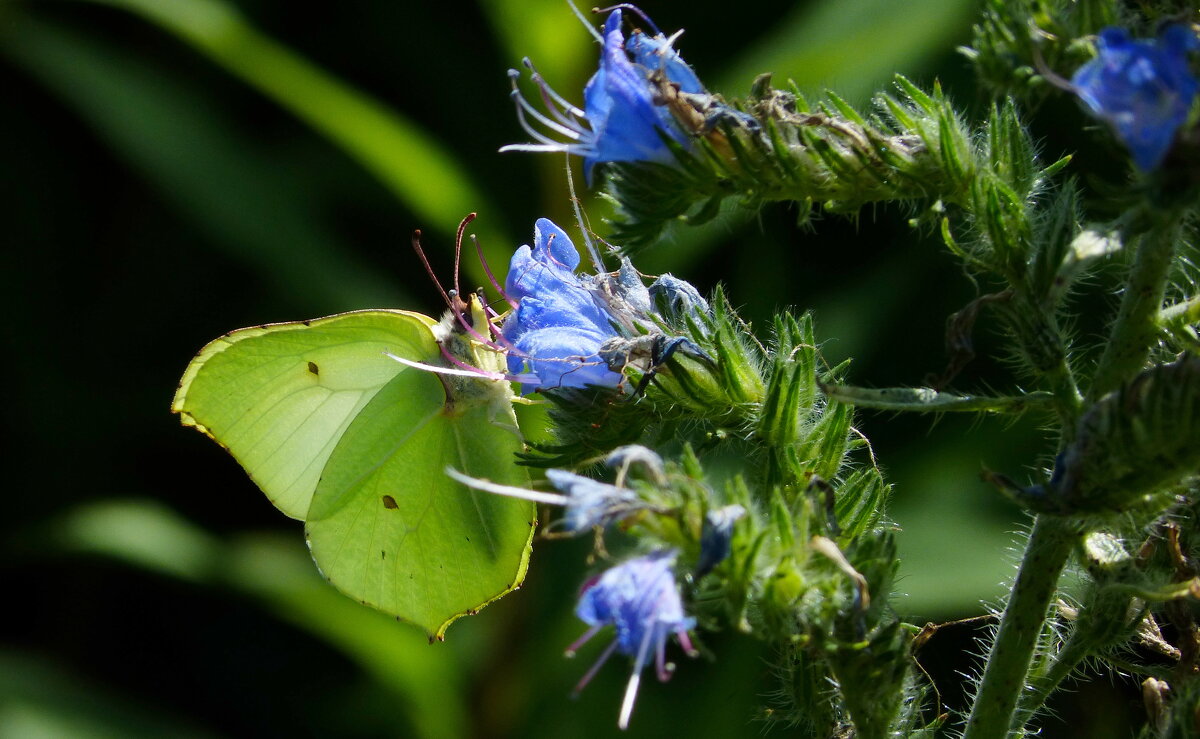 опять про бабочек...96 - Александр Прокудин
