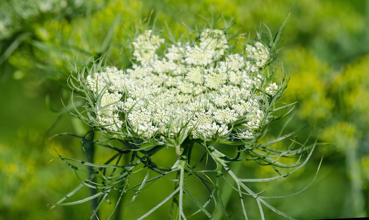 *** - Виктор Иванович Чернюк *** - Виктор Иванович Чернюк