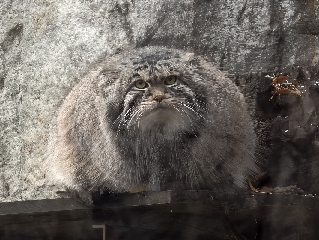 Манул Тимоша - <<< Наташа >>>