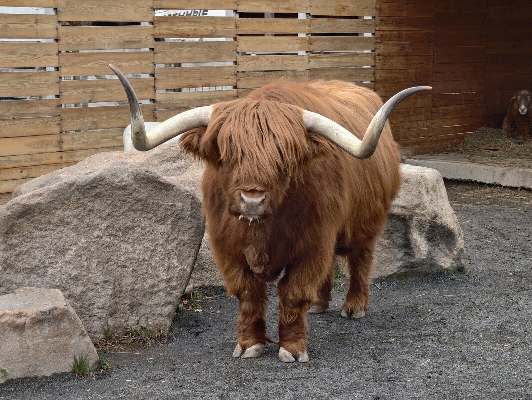 Бычок Гаврюша - <<< Наташа >>>