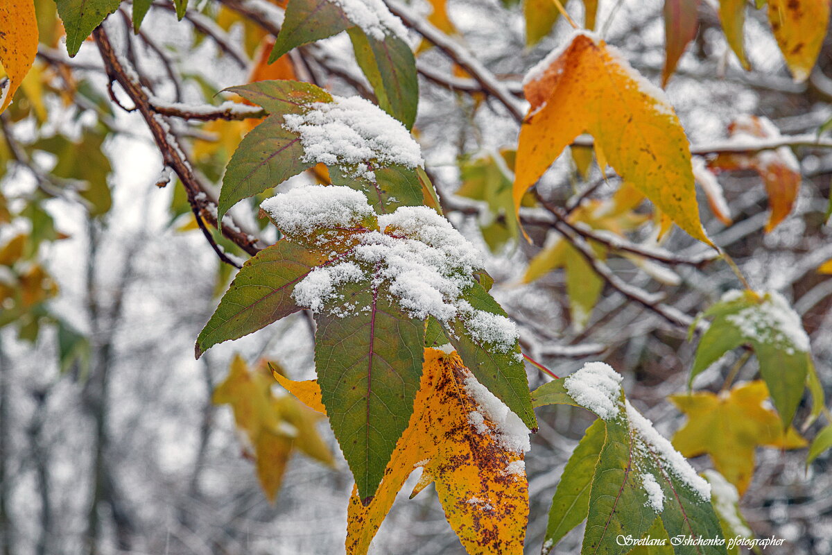 ... - Светлана Ищенко