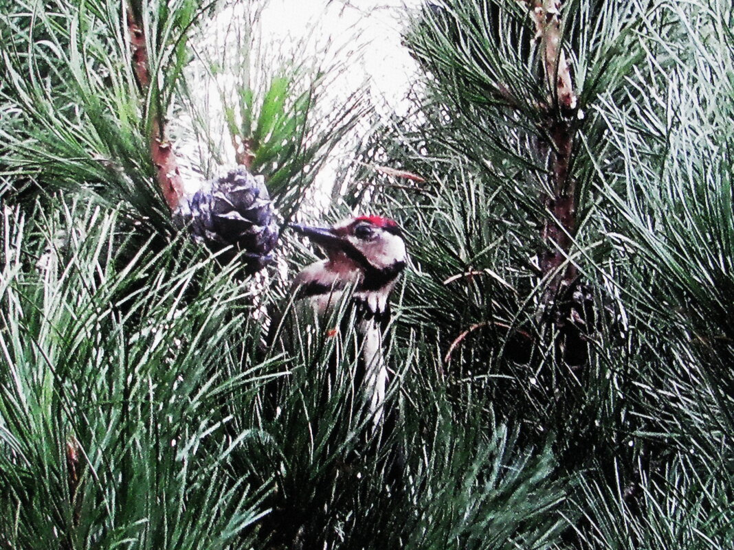 Дятел на кедре - Людмила Смородинская