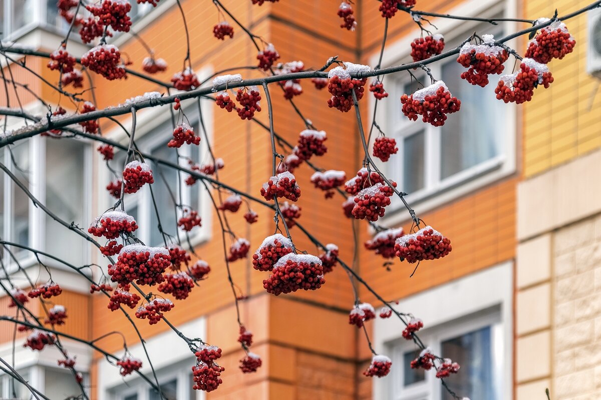 Рябина у дома моего - Валерий Иванович