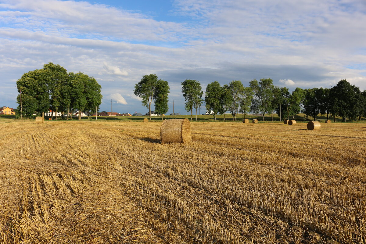Яркое лето - Ольга Яркое лето - Ольга