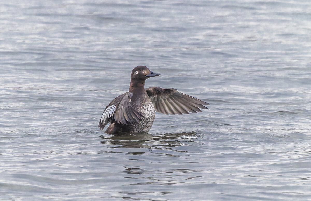 турпан. - юрий макаров