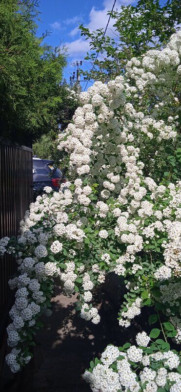 белоснежный май - Елена Шаламова