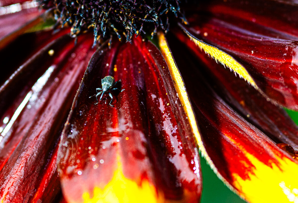 долгоносик - Олег Загорулько