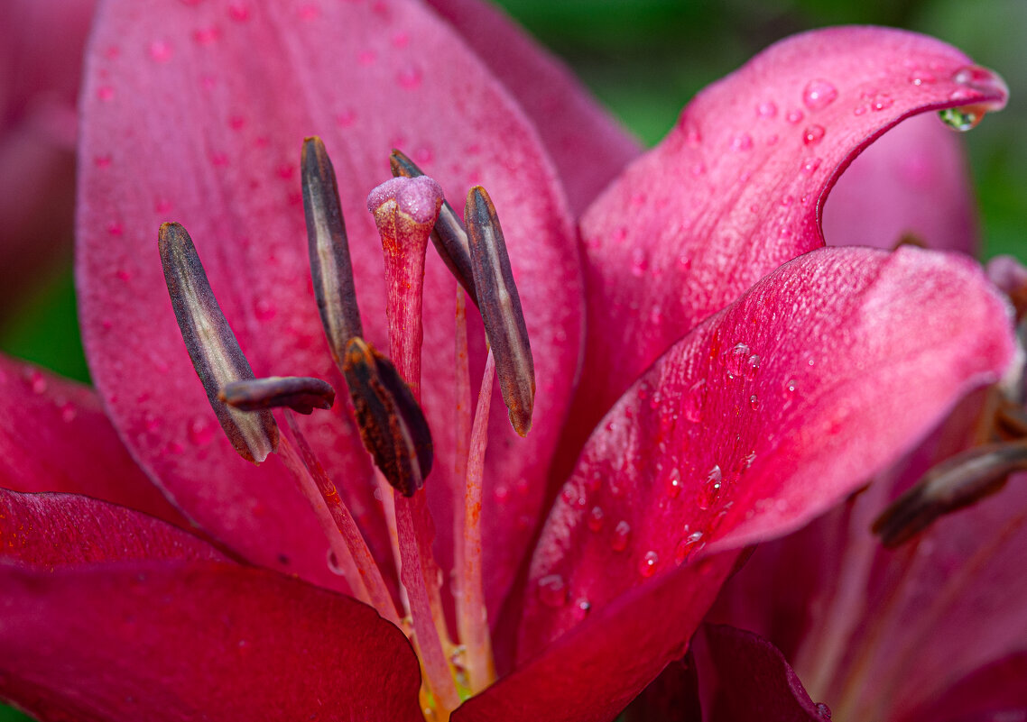 Лилии - Олег Загорулько Лилии - Олег Загорулько