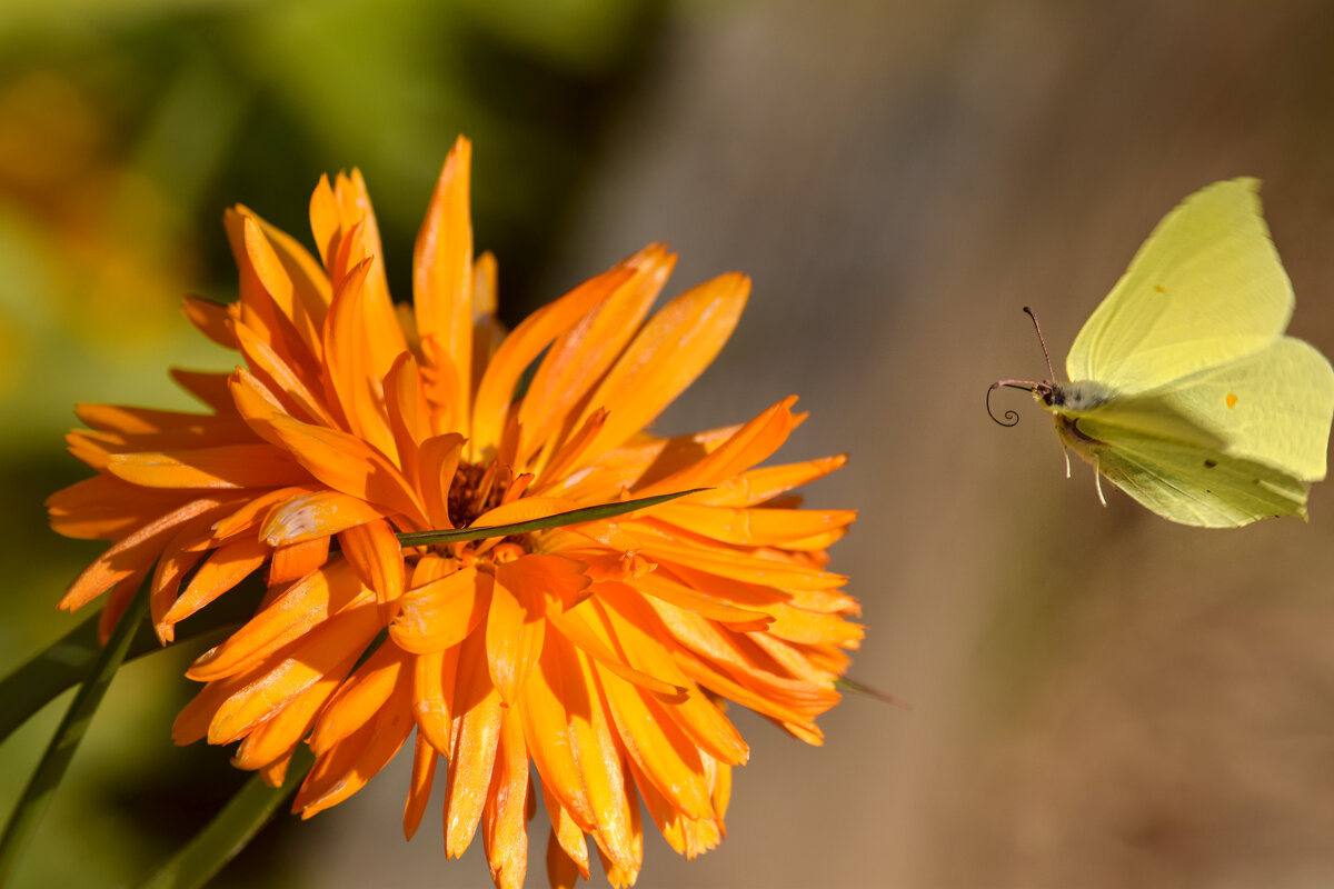 Полет - Оксана Льдинина Полет - Оксана Льдинина