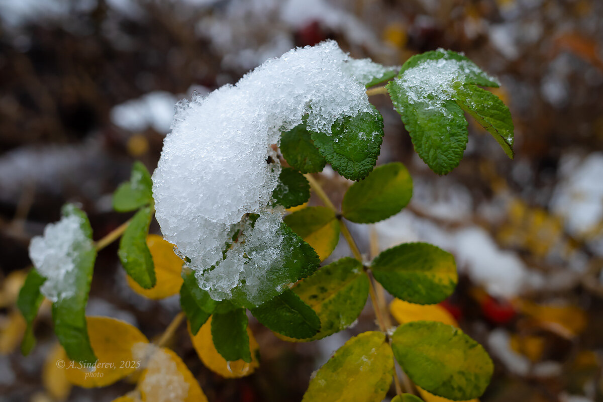 Первый снег на листве - Александр Синдерёв
