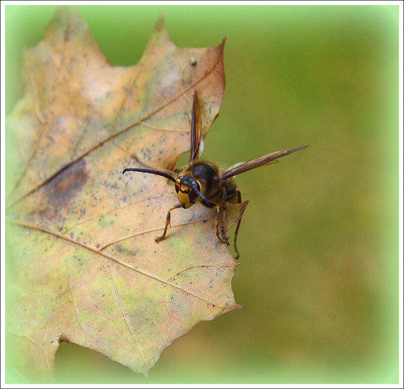 Вот и осень  уходит - Aleksandr Gal