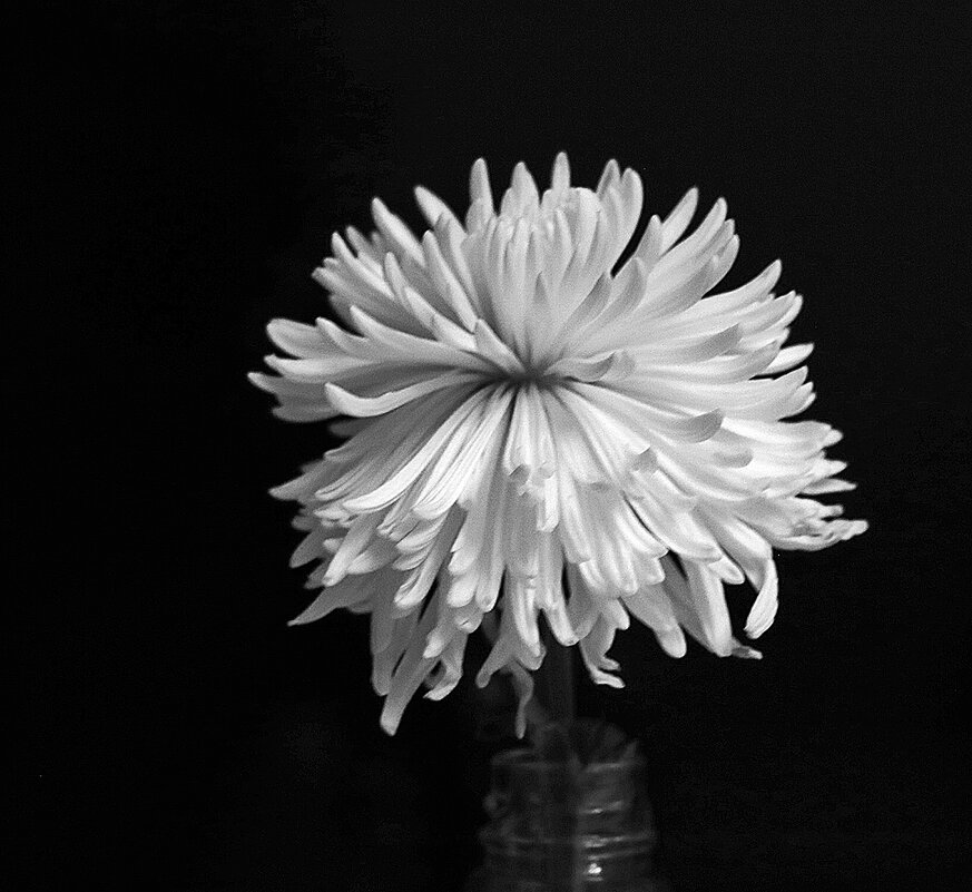 Хризантема-одуванчик - Светлана 