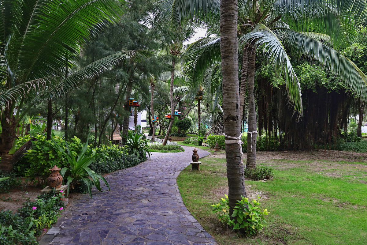 Прохлада тропической аллеи. - Людмила Гулина