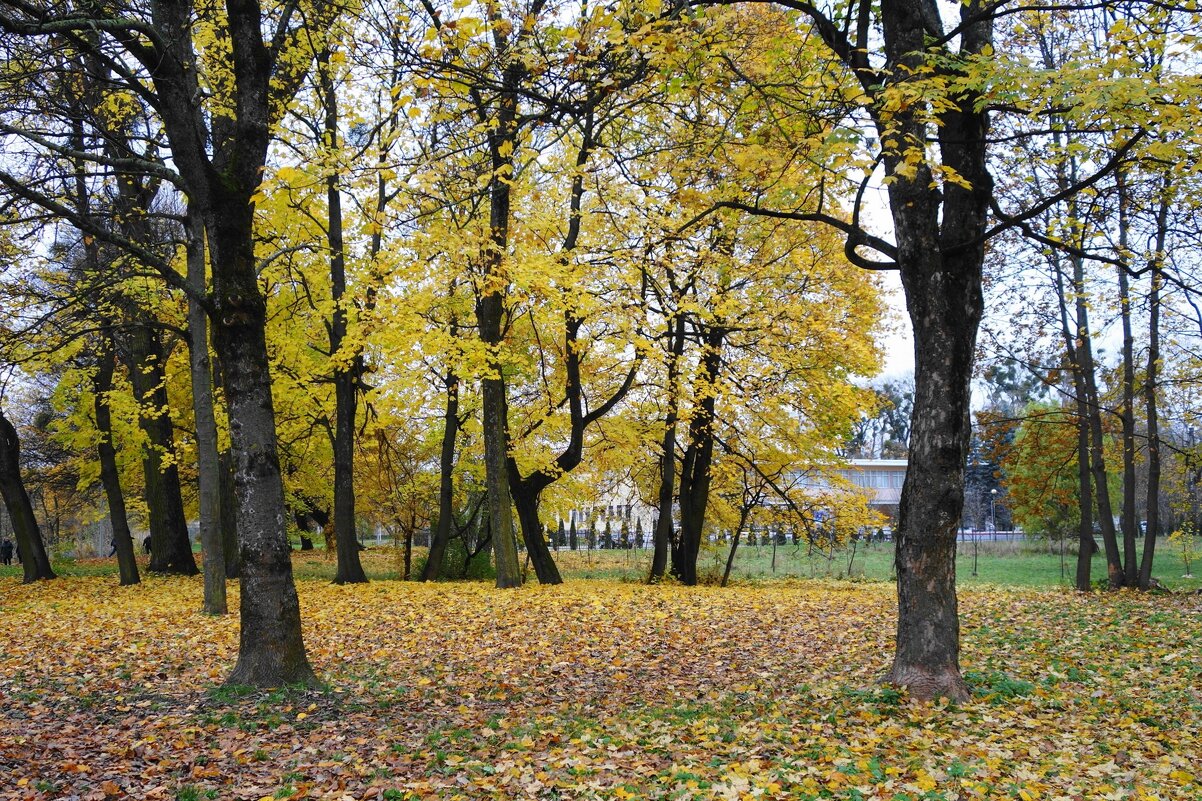 Ноябрьские зарисовки - Рита Симонова