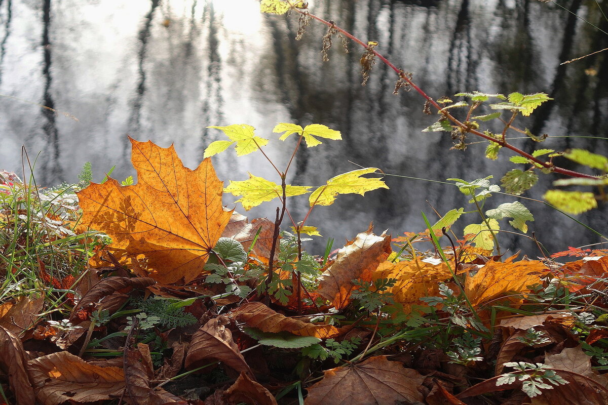 Ноябрьские зарисовки - Рита Симонова