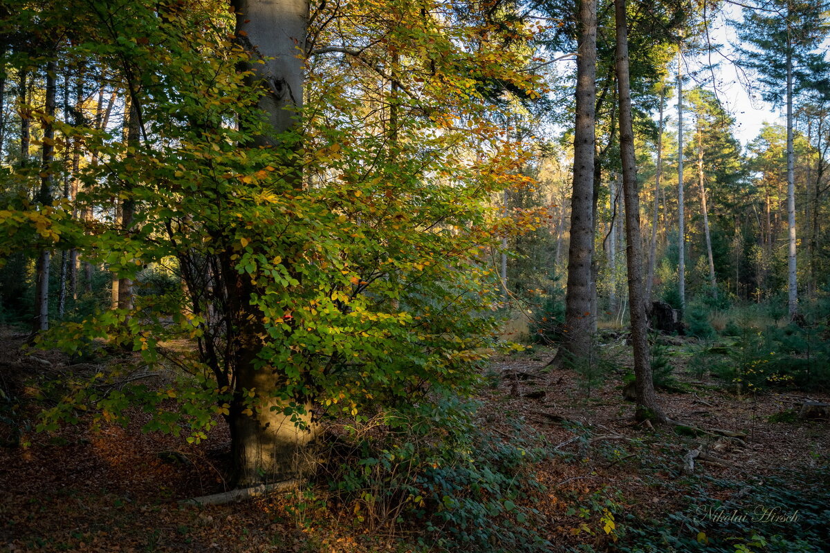 В лесу... - Николай Гирш