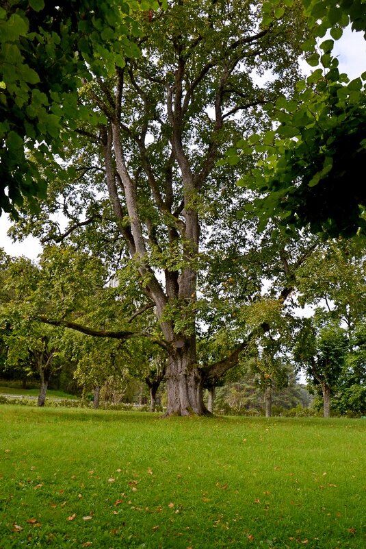 МИХАЙЛОВСКОЕ. - Виктор Осипчук