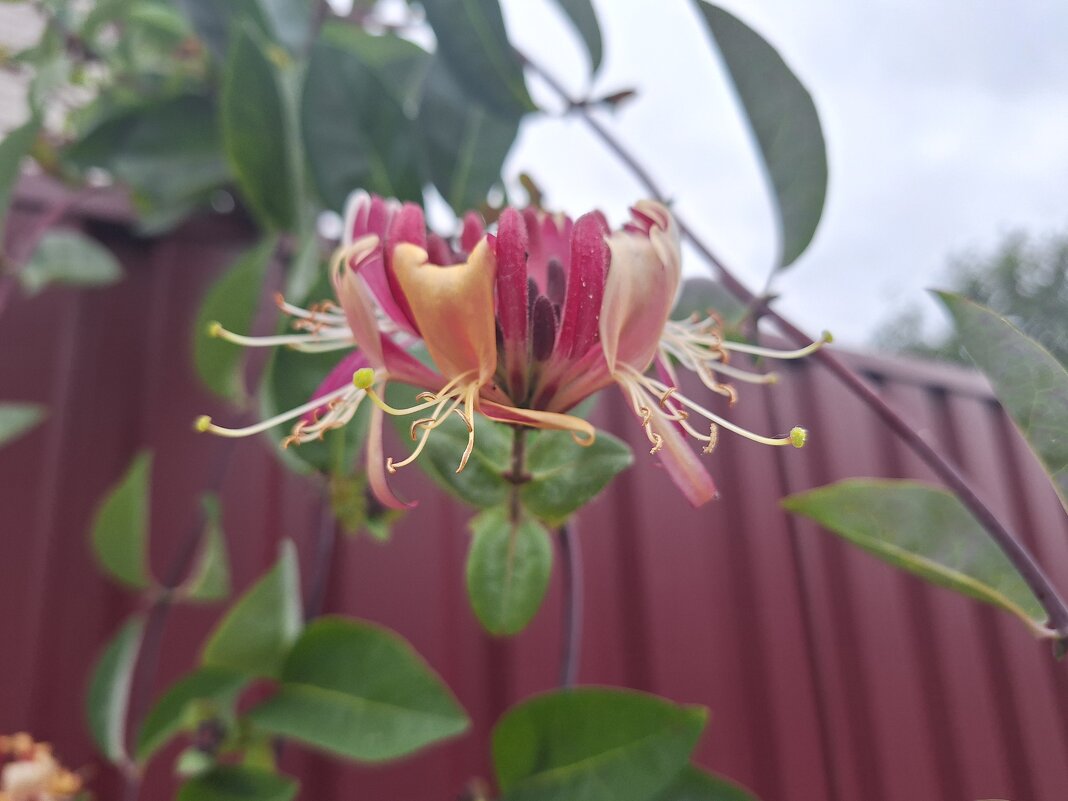 цветы - Наталья 