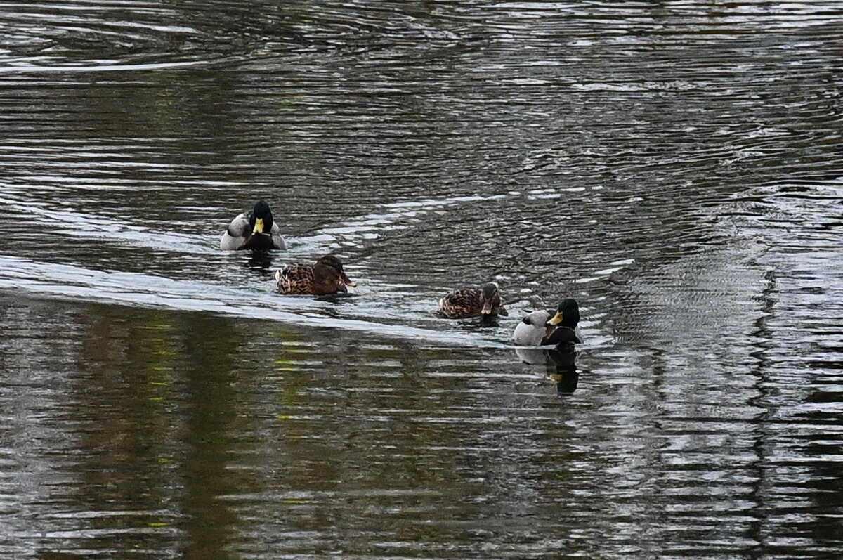 Плыли утки по озеру... - Николай Саржанов