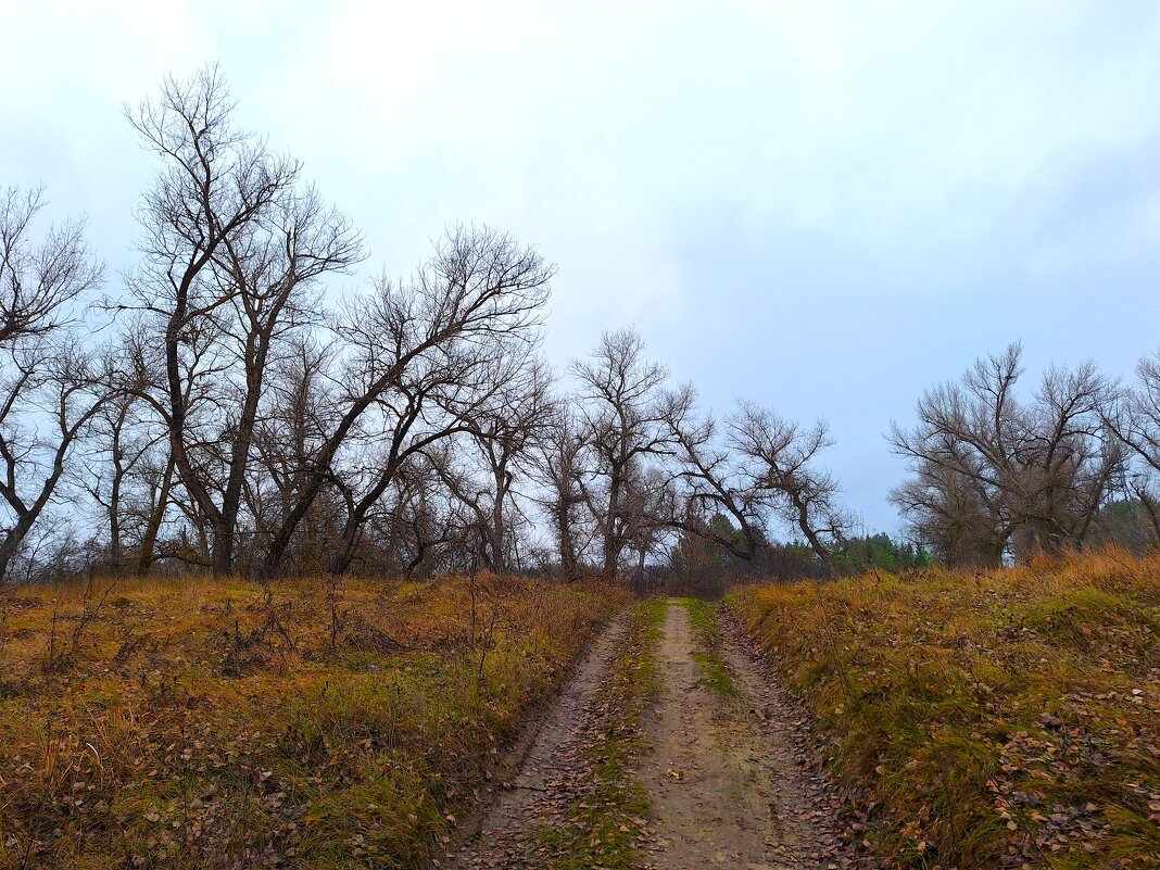 Ноябрьский пейзаж - Наталья 