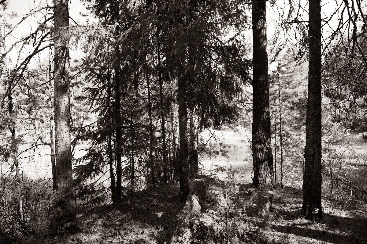 Фотография - Денис Безногов