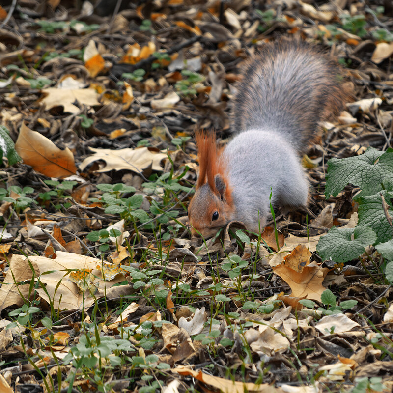*** - Игорь Протасов