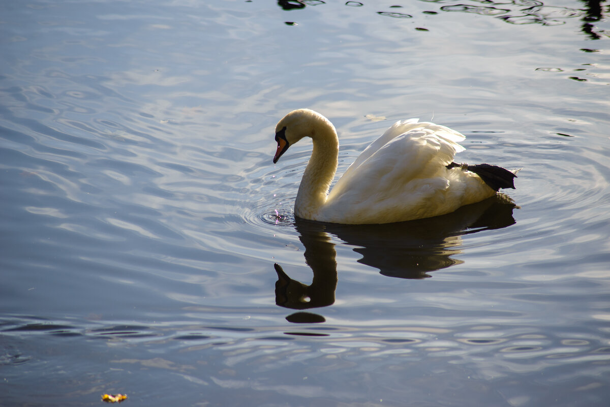 Лебедь - Андрей Сосновский