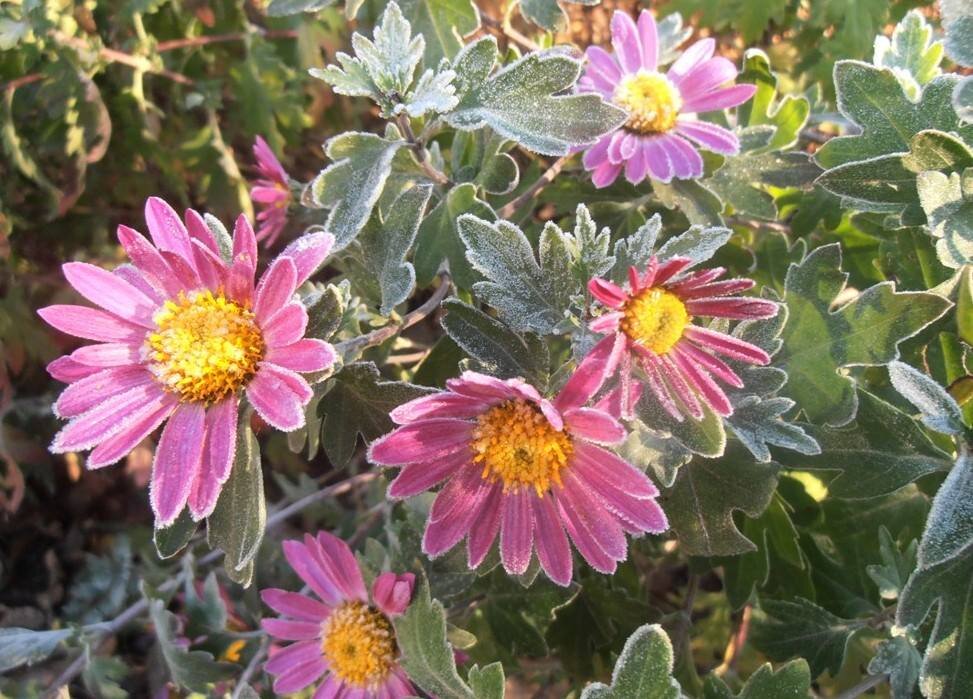 Иней на хризантемах - Наталья 