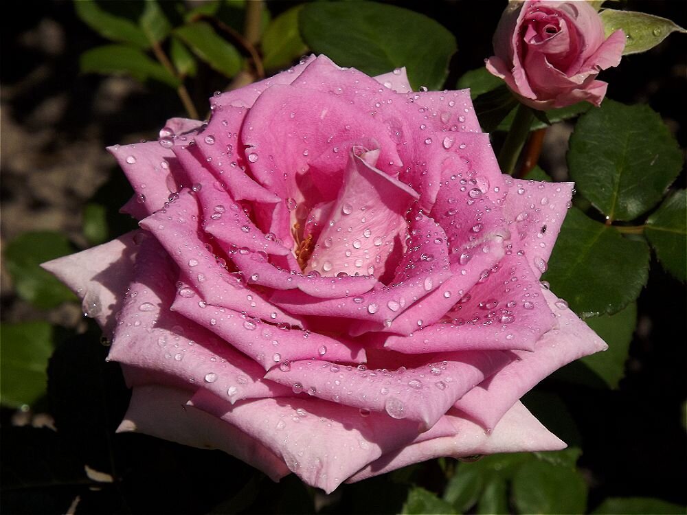 Утренняя свежесть! - Нина Андронова