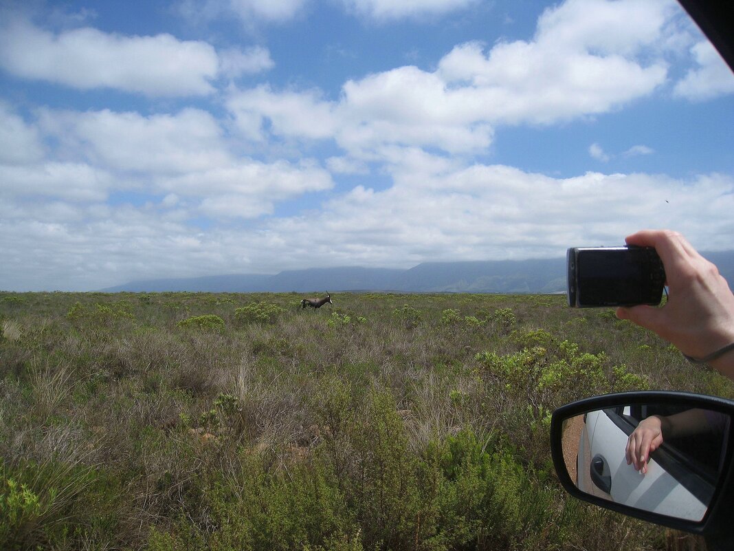 Антилопа бонтебок в Национальном парке Бонтебок, Южная Африка. - unix (Илья Утропов)