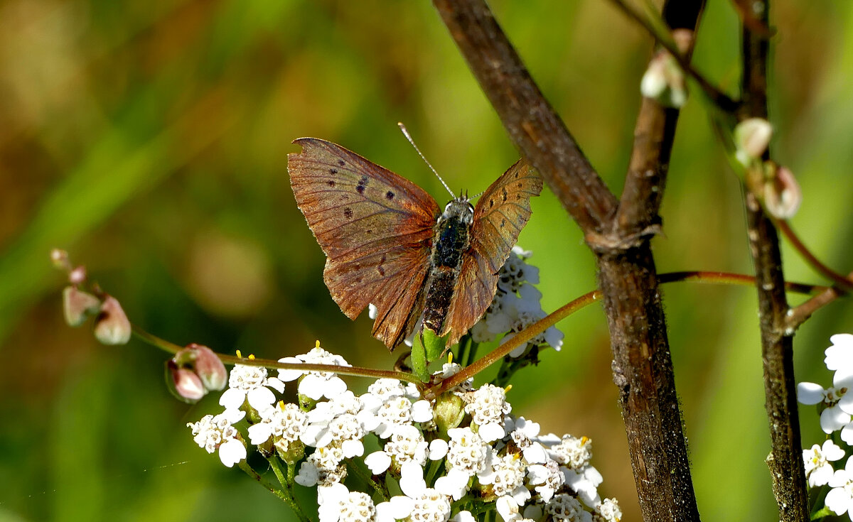 опять про бабочек...102 - Александр Прокудин