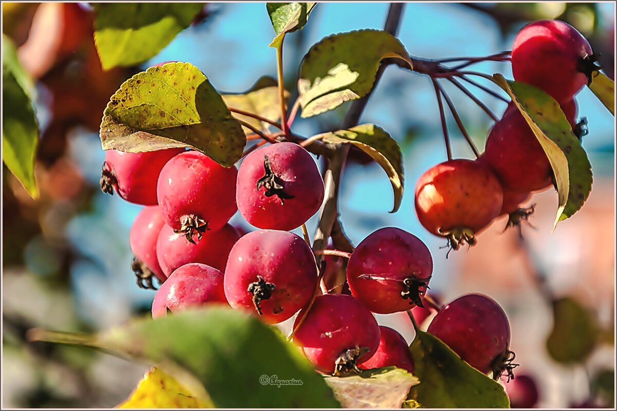 Про сентябрь... - Aquarius - Сергей