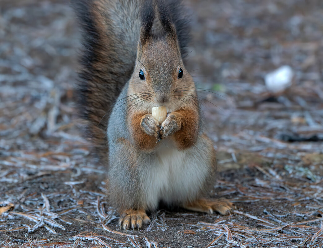 *** - Viktor Makarov