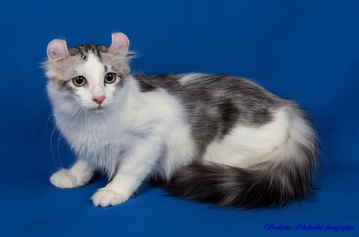 Американский кёрл - Светлана Ищенко