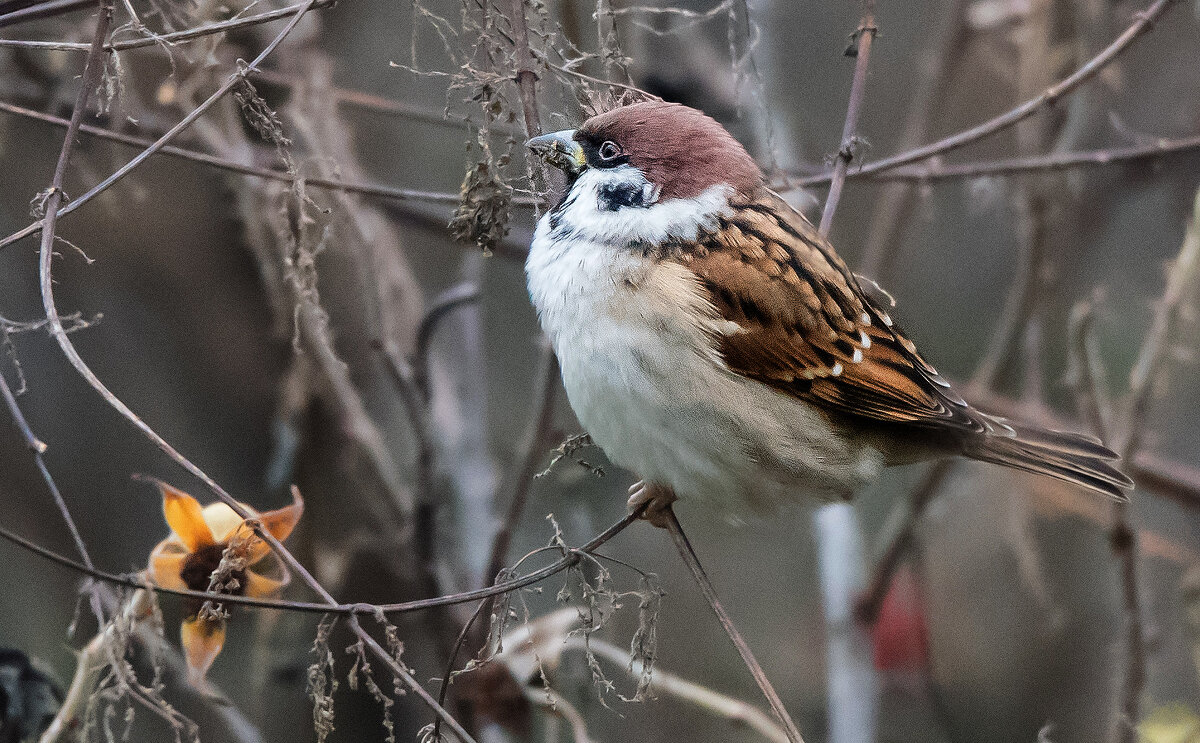 *** - Владимир Безбородов