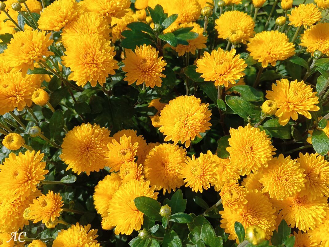 Желтые хризантемы - Любовь Сахарова