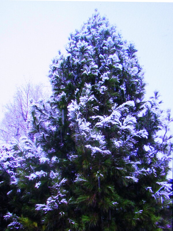 Украсил снег кедр - Людмила Смородинская