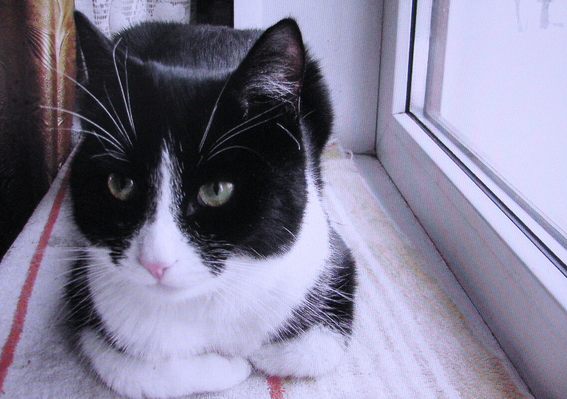 Отдых на окошке - Людмила Смородинская