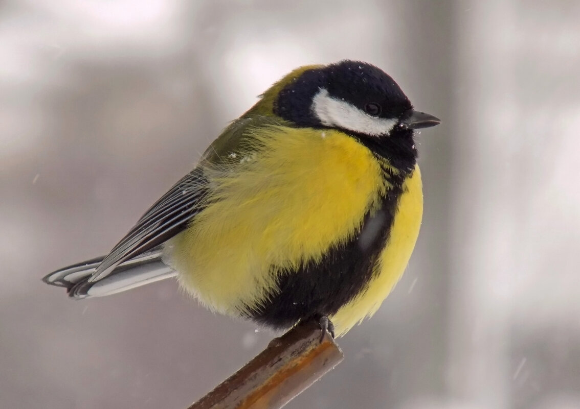 Синица - Valentina K