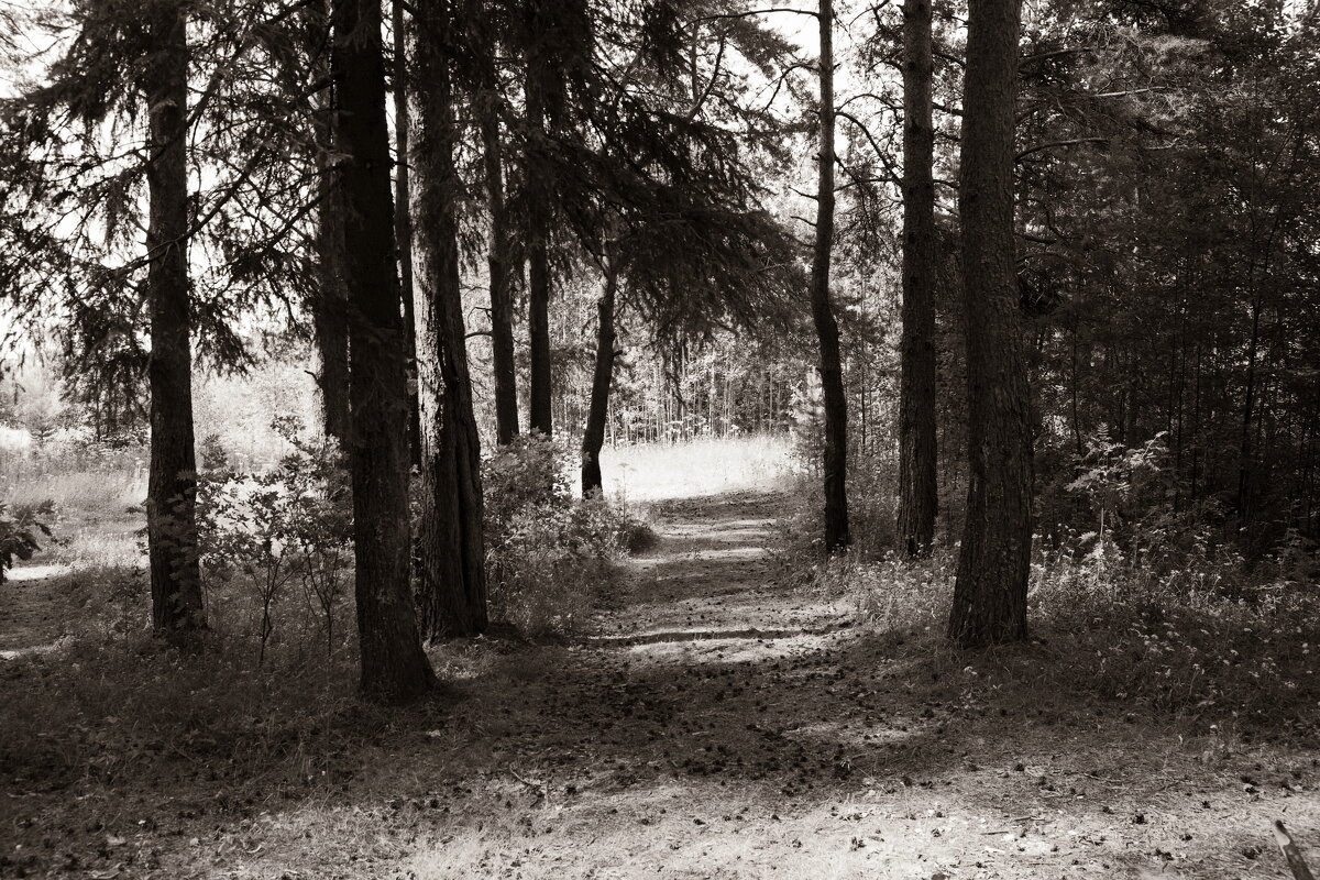 Фотография - Денис Безногов