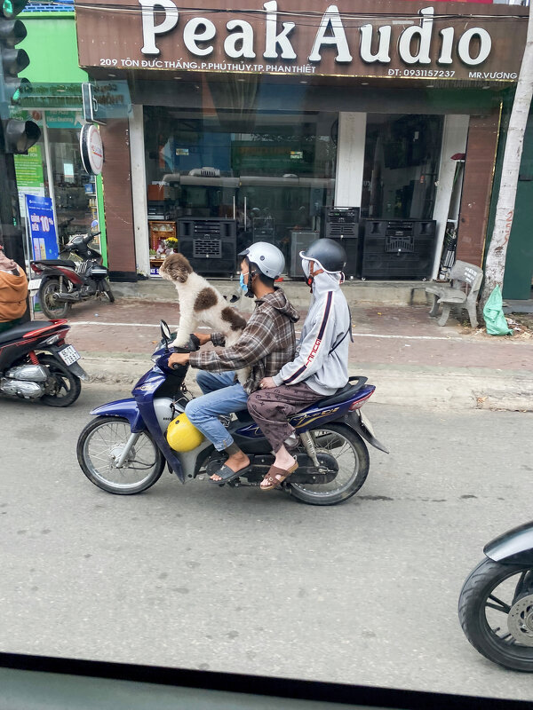 Рекс, ты забыл надеть шлем! - Людмила Гулина
