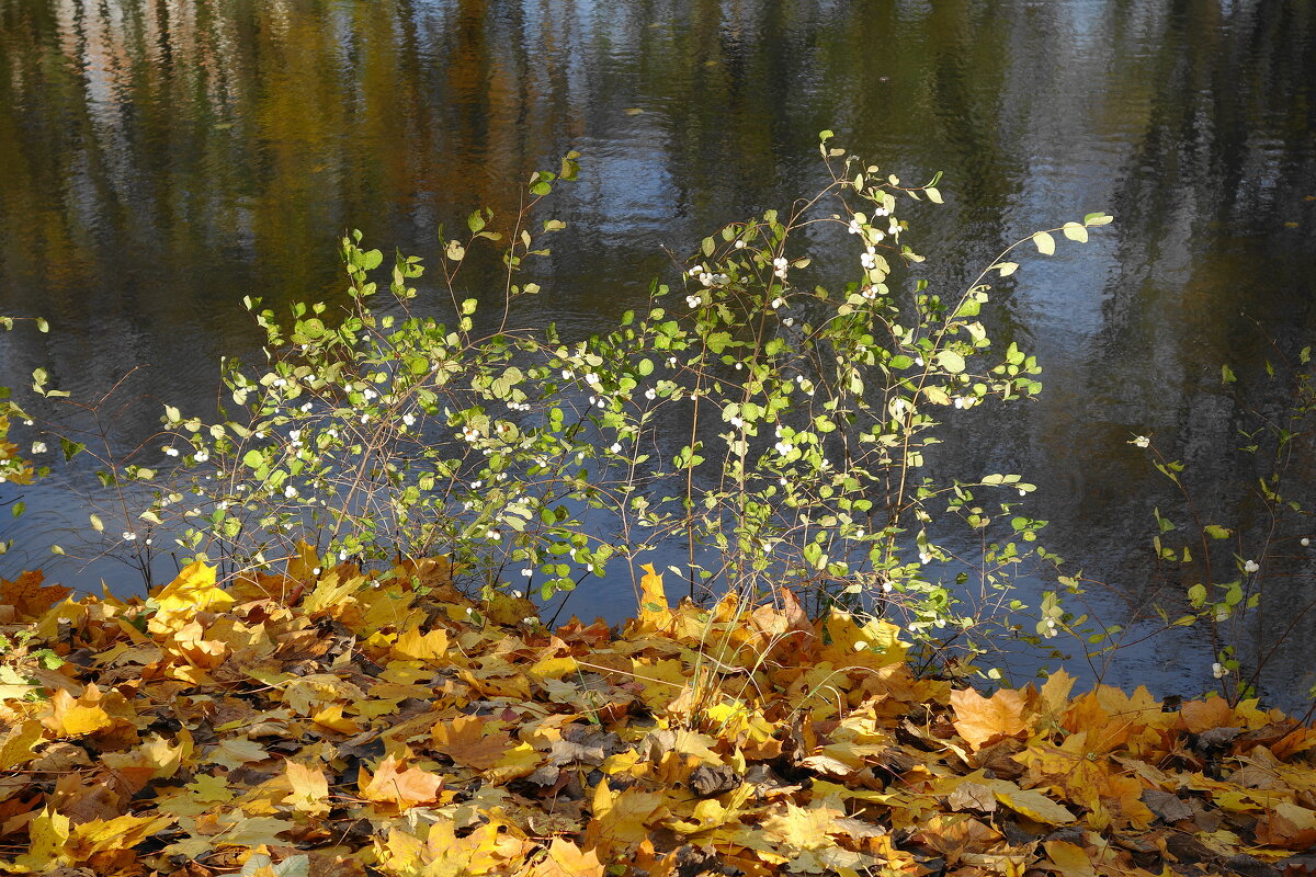 Ноябрьский этюд - Рита Симонова