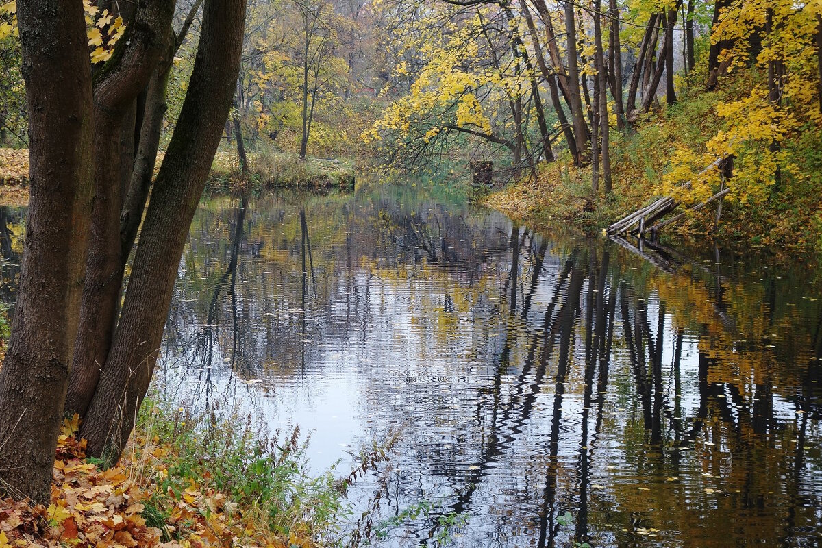 Ноябрьский пейзаж - Рита Симонова
