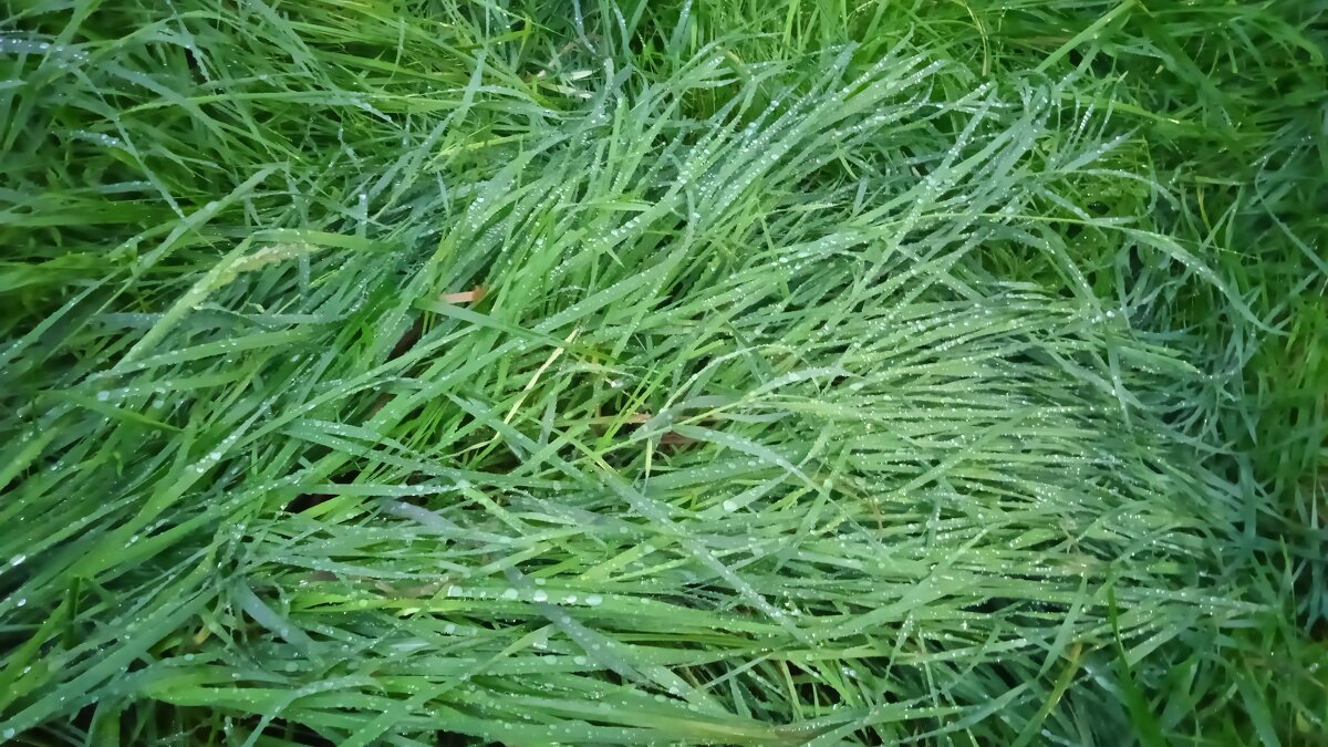 после дождя - Елена Шаламова