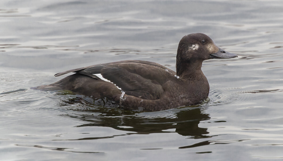турпан. - юрий макаров