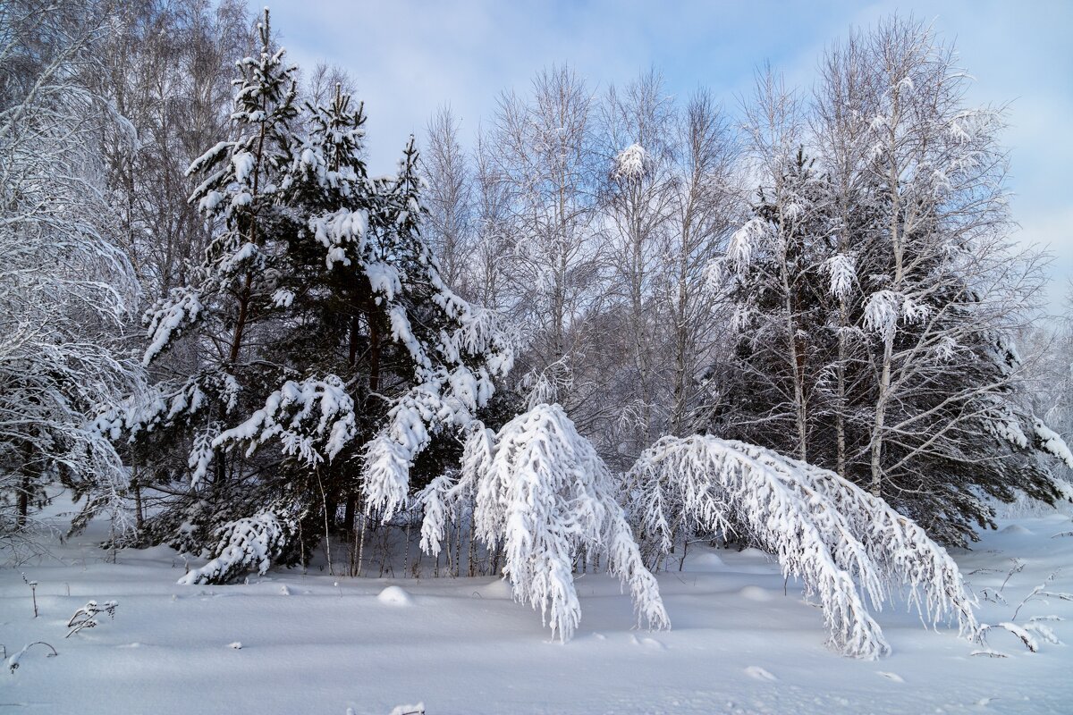снежный лес - Виктор Ковчин