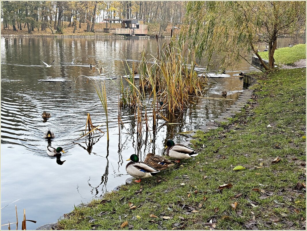 Утро на пруду. - Валерия Комова