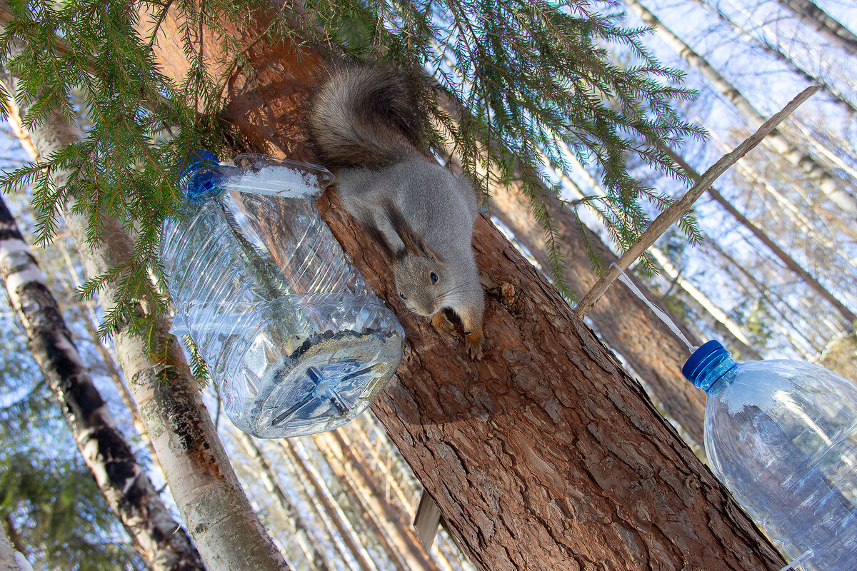 Северная белка. - Андрей Дурапов
