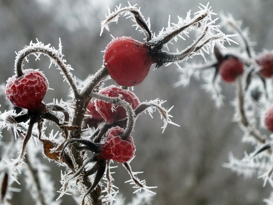 ** - Зоя Мишина