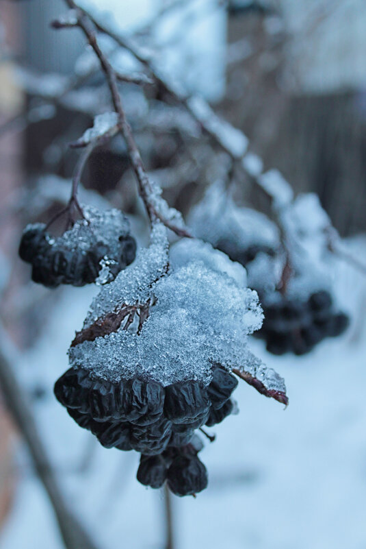 ❄️ - Наталья 